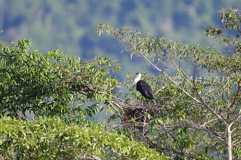 Ciconia episcopus